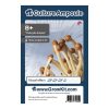 Ampoule-B.jpg