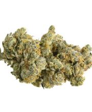 Auto GMO Cookies 5 Seeds - Chronic Caviar