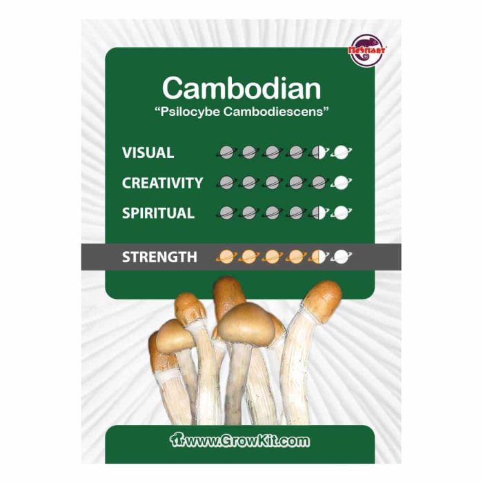 Culture-Ampoule-Cambodian-Kaartje.jpeg