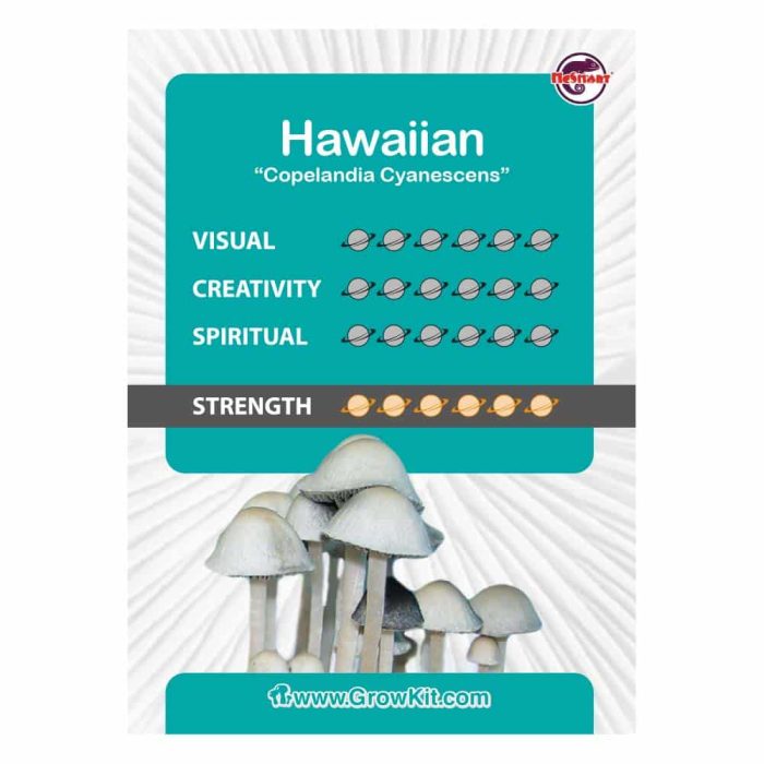 Culture-Ampoule-Hawaiian-Kaartje.jpeg