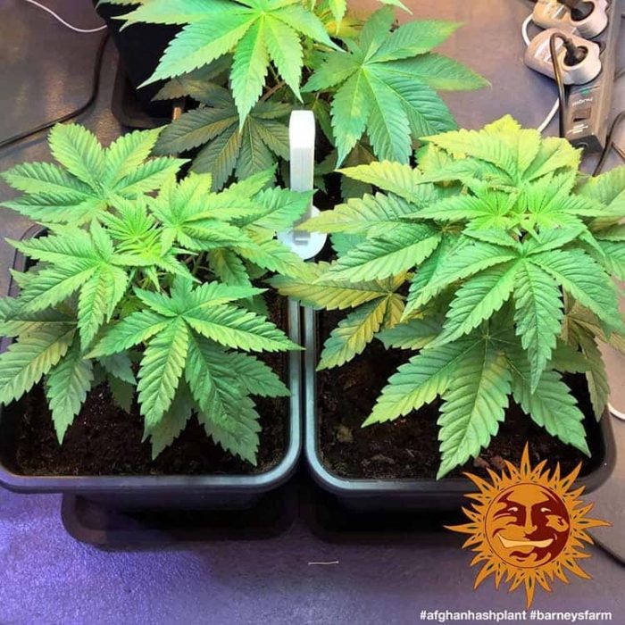 afghan-hash-plant-regular-support-5.jpg