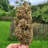 amnesia-haze-regular-1-.jpg