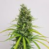amnesia-haze-regular-2-.jpg