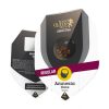 amnesia-haze-regular-3-.jpg