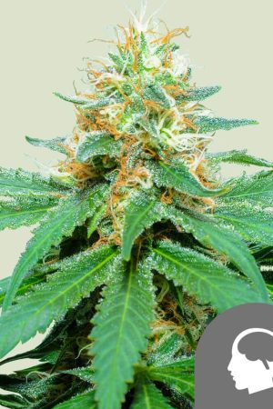 amnesia-haze-regular.jpg