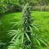 amnesia-haze-regular-4-.jpg