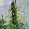 amnesia-haze-regular-5-.jpg