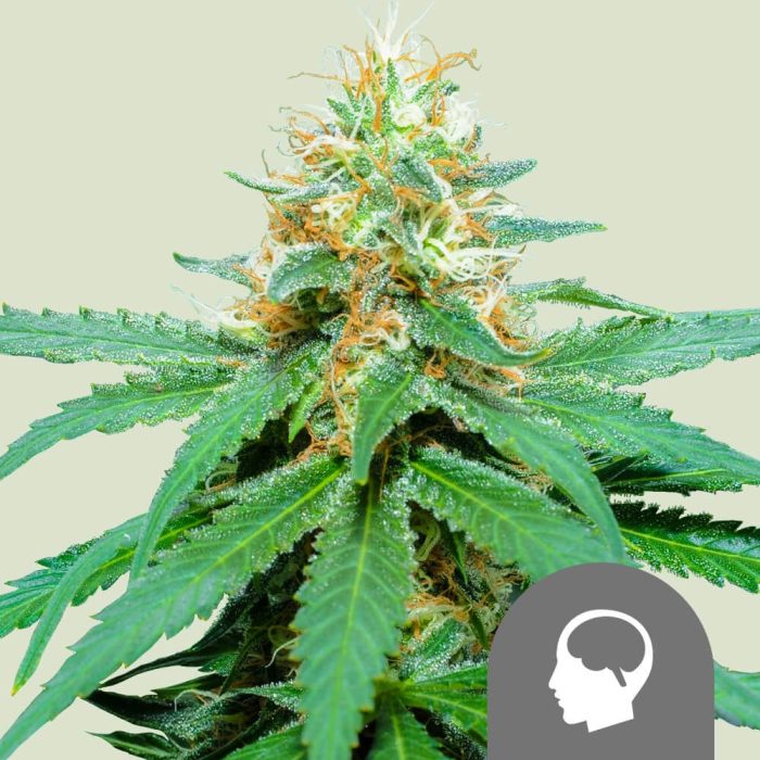 amnesia-haze-regular.jpg