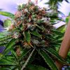 buddhas-sister-Soma-Seeds.jpg