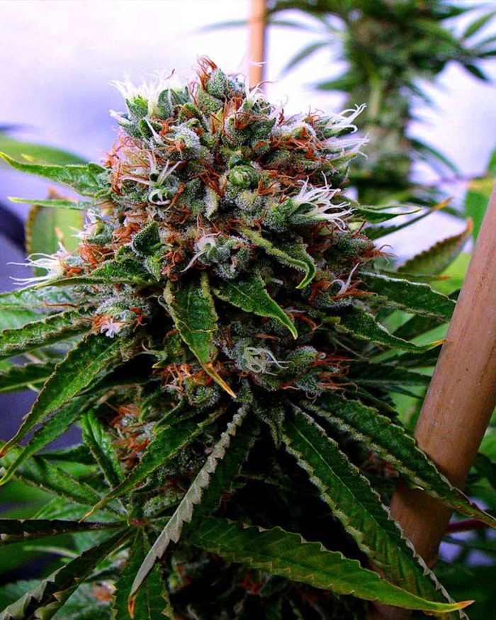 buddhas-sister-Soma-Seeds.jpg