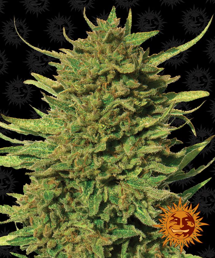 critical-kush-regular-main.jpg