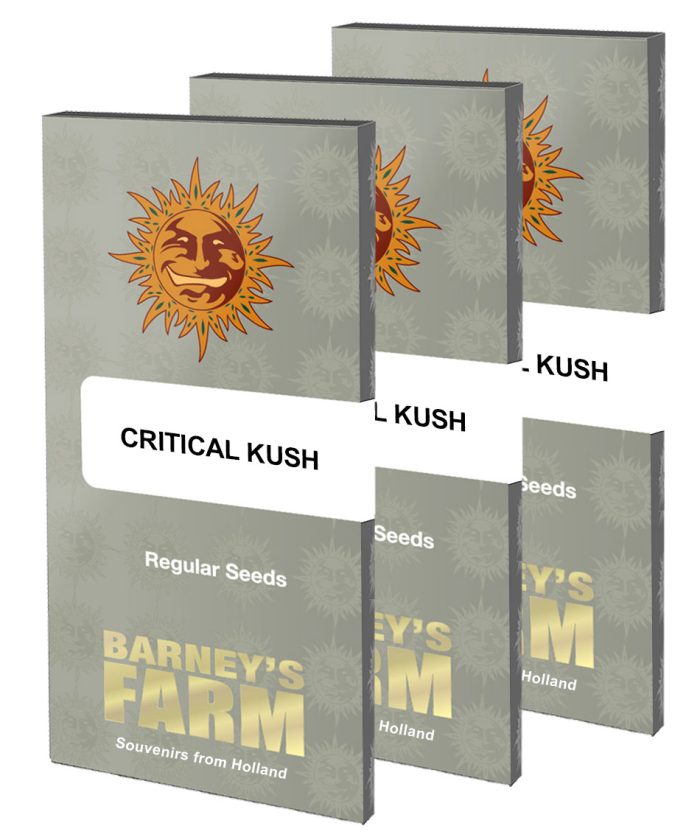 critical-kush-regular-packet-large.jpg