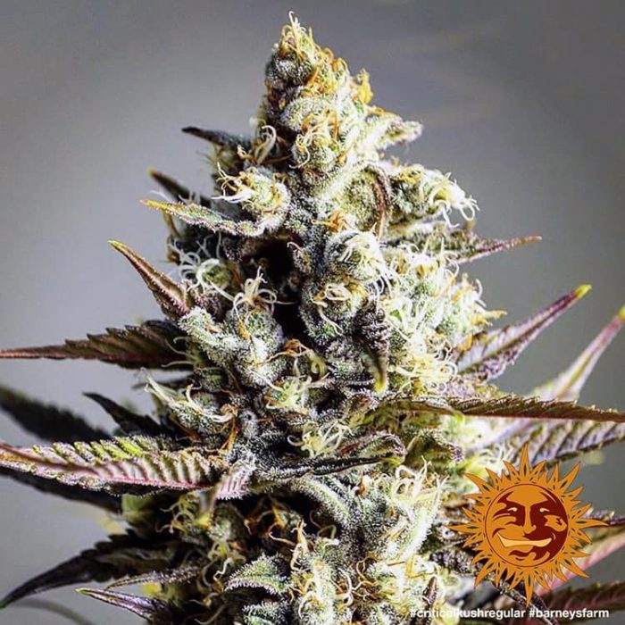 critical-kush-regular-support-10.jpg