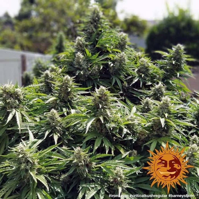 critical-kush-regular-support-6.jpg
