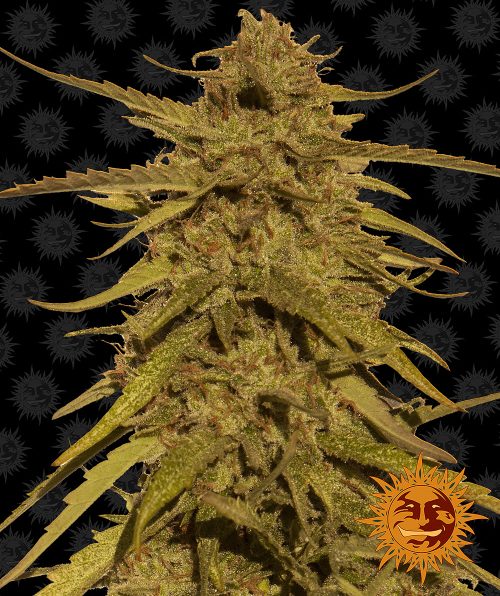 pineapple-haze-regular-main.jpg