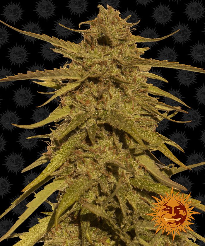 pineapple-haze-regular-main.jpg