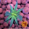 pineapple-haze-regular-support-2.jpg