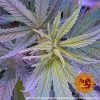 pineapple-haze-regular-support-3.jpg