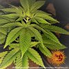 pineapple-haze-regular-support-4.jpg