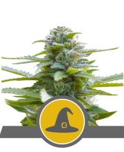 Regular Exotic Witch 10 Seeds