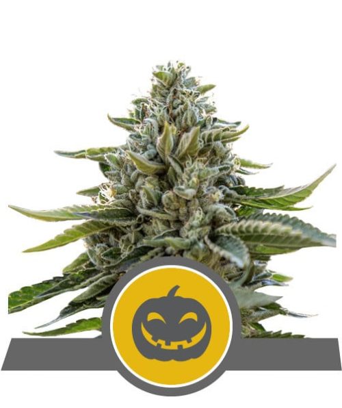 royal-queen-seeds-pumpkin-kush-regular-1-.jpg