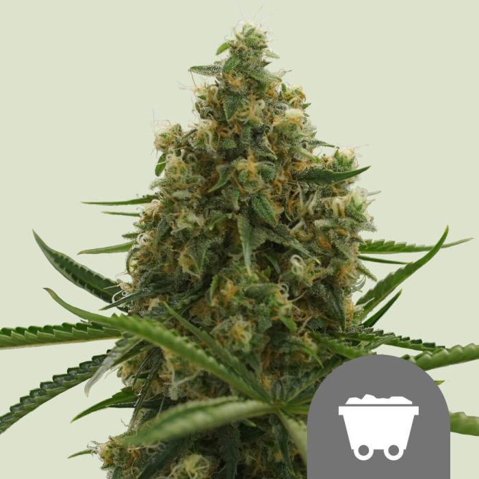 shining-silver-haze-regular.jpg