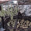 7698928_grow-journal-by-jeannotapinbarneys-farmgmo-auto_big.jpg