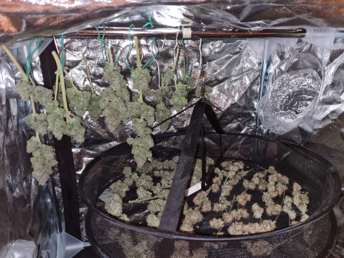 7698928_grow-journal-by-jeannotapinbarneys-farmgmo-auto_big.jpg