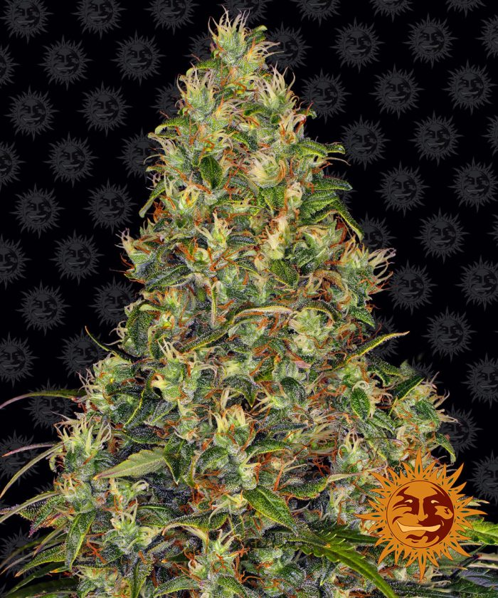 amnesia-haze-auto-main.jpg