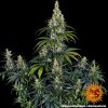 amnesia-haze-auto-support-5.jpg