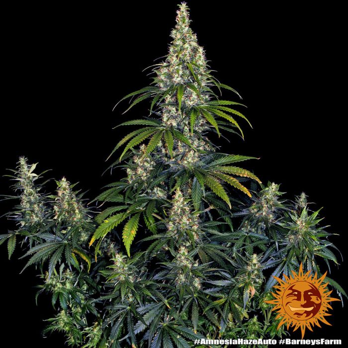 amnesia-haze-auto-support-5.jpg