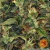 amnesia-haze-auto-support-9.jpg