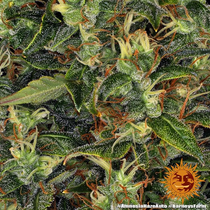 amnesia-haze-auto-support-9.jpg