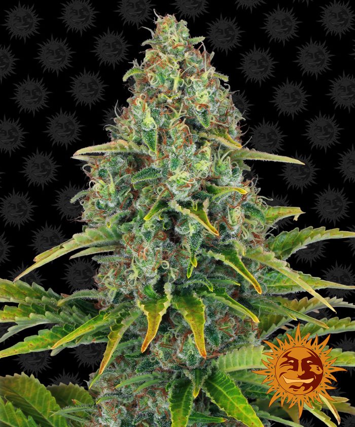 blue-cheese-auto-main.jpg