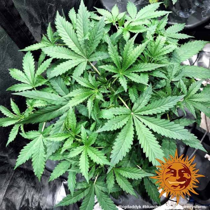 blue-cheese-auto-support-5.jpg