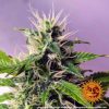 blue-cheese-auto-support-7.jpg