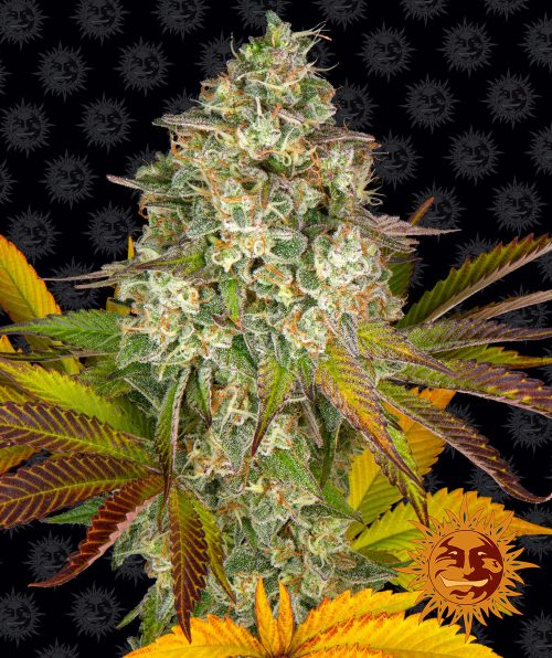 cookies-kush-auto-main.jpg