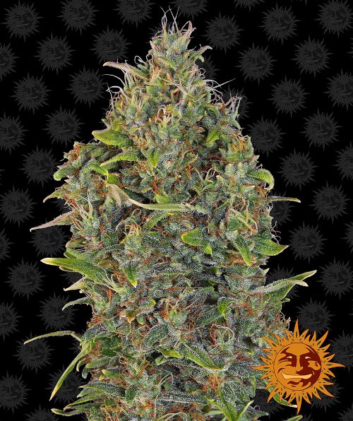 critical-kush-auto-main.jpg