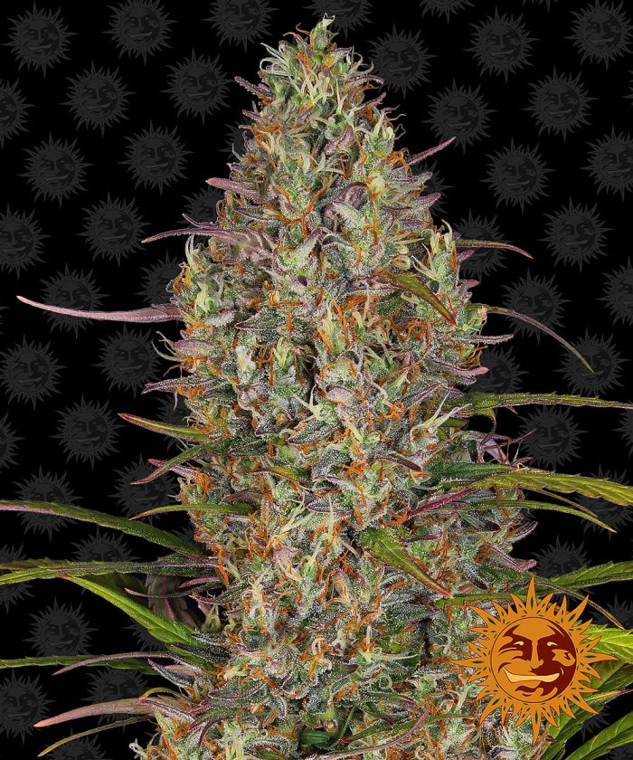 glue-gelato-auto-main.jpg