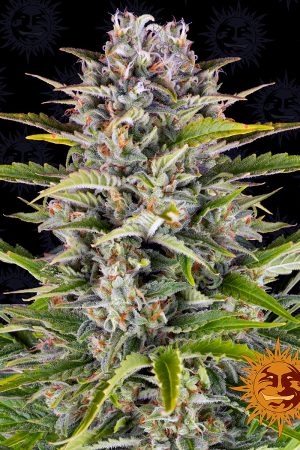 gorilla-zkittlez-auto-main.jpg