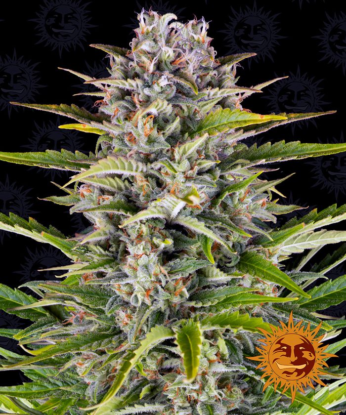 gorilla-zkittlez-auto-main.jpg