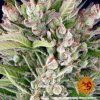 gorilla-zkittlez-auto-support-4.jpg