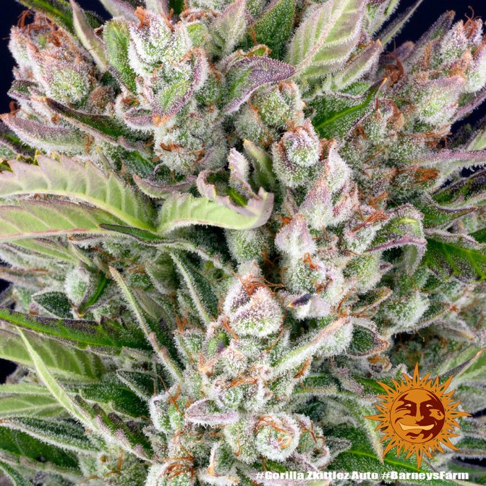 gorilla-zkittlez-auto-support-4.jpg