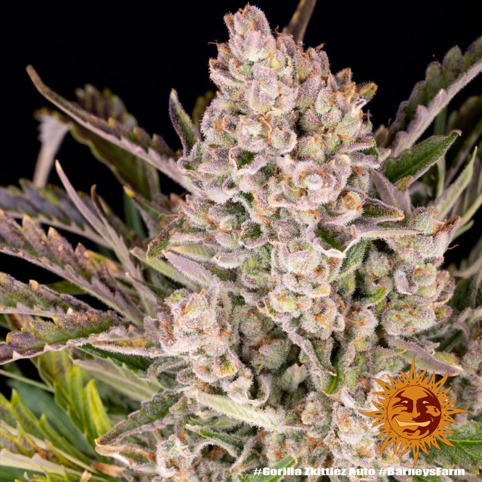 gorilla-zkittlez-auto-support-9.jpg