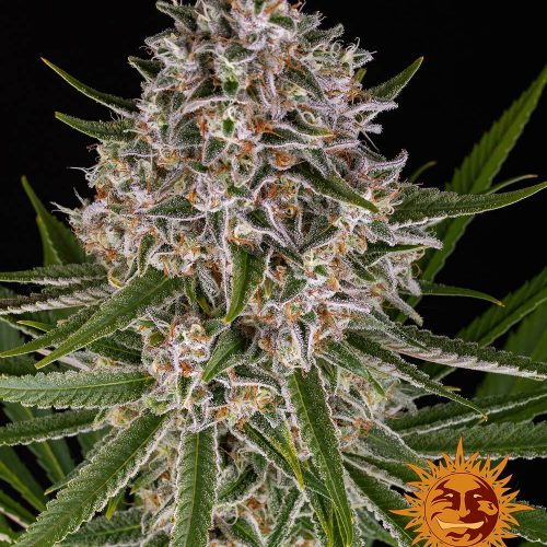 lemon-haze-auto-main.jpg