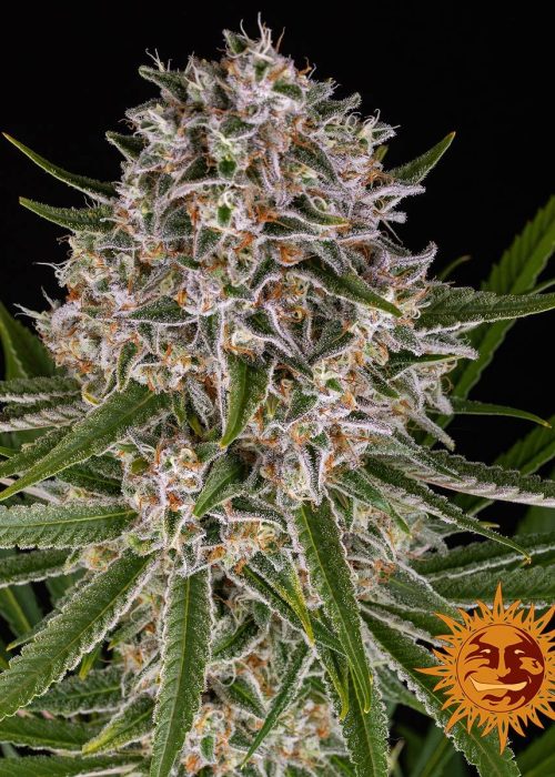 lemon-haze-auto-main.jpg