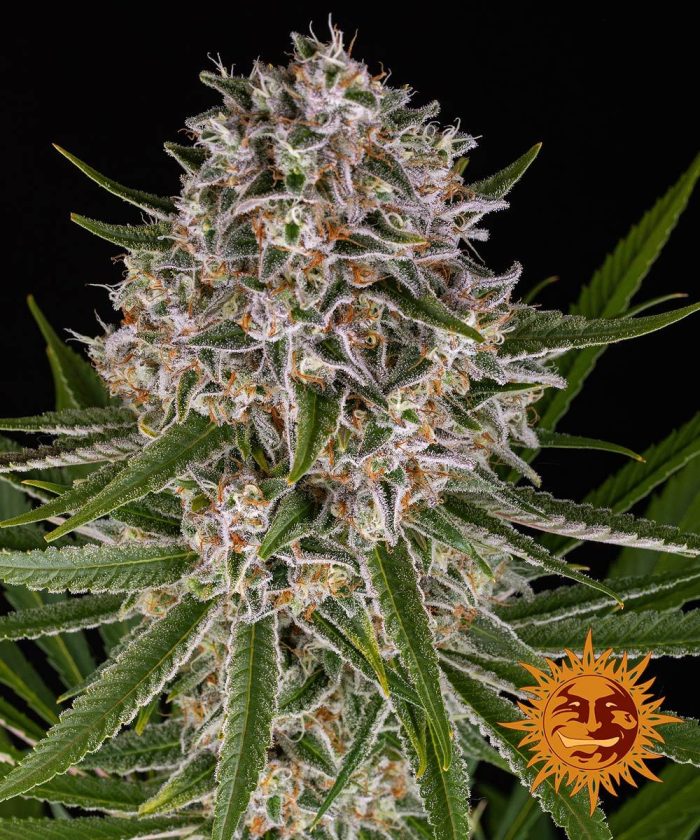 lemon-haze-auto-main.jpg