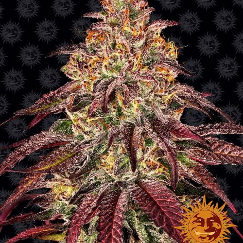 mimosa-x-orange-punch-auto-main.jpg