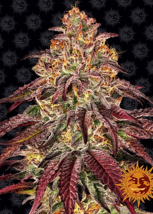 mimosa-x-orange-punch-auto-main.jpg