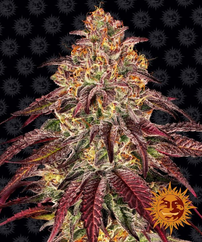 mimosa-x-orange-punch-auto-main.jpg